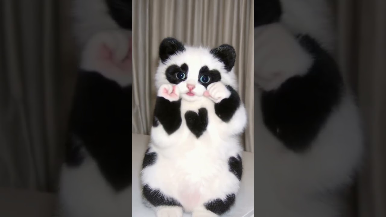 This Cat's Dance Moves Are WAY Better Than Mine 🐾🕺 #shorts #cats