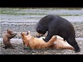 Lion Big Mistake When Provoke Baby Bear - Mother Bear Almost Lost Their Lives Because Take Down Lion