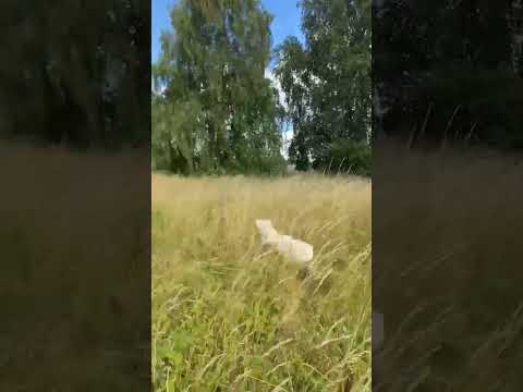 @SkyTheSpitz samoyed spitz puppy 11 months