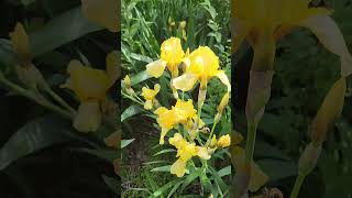 #yellowish #iris #flowers #spring