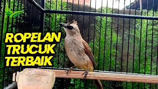 Trucukan Betina Ini bikin trucukan lain LANGSUNG NGAMUK dan GACOR GARUDA ROPELAN