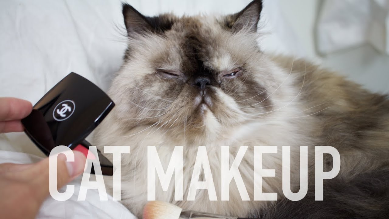 Image result for cats  wearing cosmetics