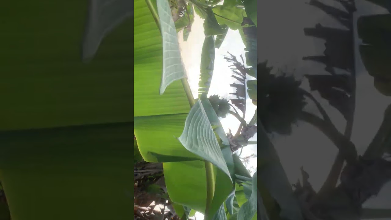 พามาชมของที่ปลูกไว้กินเอง