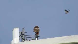 Famous Mockingbird vs. Hawk Wealth