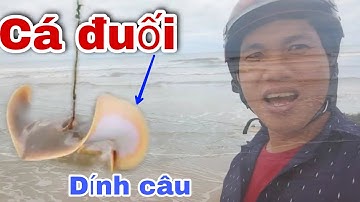 Lần đầu Thả câu không mồi gặp cá đuối nghệ # Hải 86 vlog