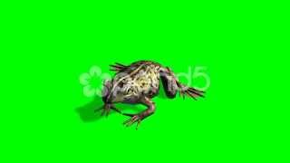 The Frog Eat - Green Screen