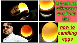 how to candling eggs  non Fertilizer and fertilizer