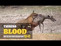 Tigress blood  wildest asia    wildlife documentary in hindi