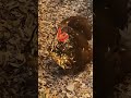 Suburban Homesteas: Chicken Egg Update With Some Handsome Boyos