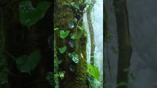 This Thunderstorm Sound Will Put You Out Immediately #sleep #rainsounds #asmr #shorts