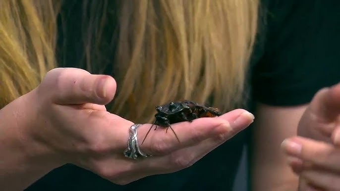 Katta kokraklari bilan etuk Yashirin kamera bilan porno suratga olingan