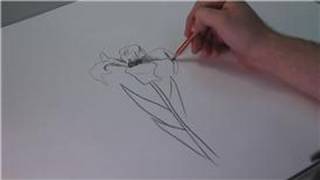 Drawing Lessons How To Draw Iris Flowers