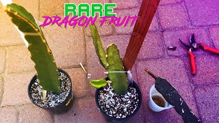 My Stubborn DRAGON FRUIT Cuttings will not ROOT (Time for a new plan)