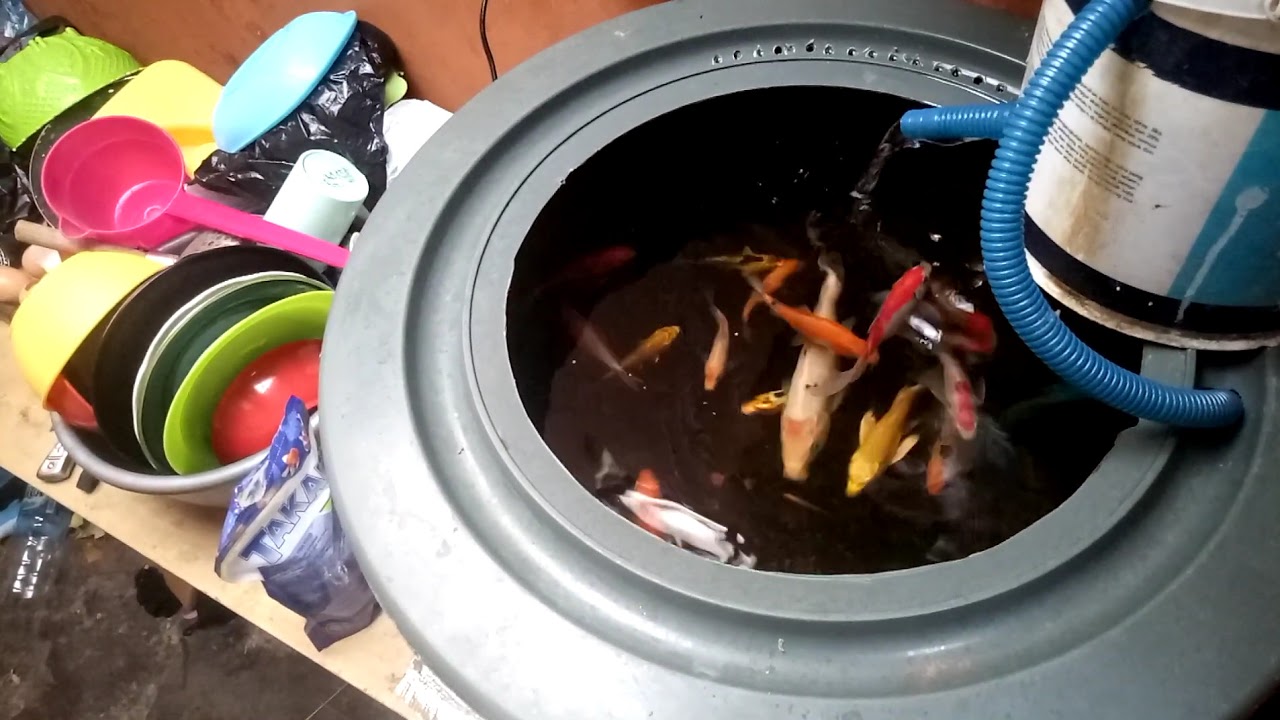 Kolam ikan dari ember - YouTube