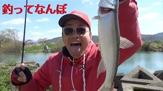 やっぱり釣れると楽しい！和歌山 紀の川 川辺ワンド