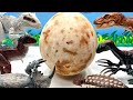 Giant Dinosaur Egg Broken | Tyrannosaurus Rex Triceratops Ankylosaurus