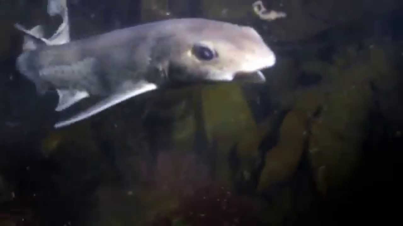 Small Spotted Catshark YouTube