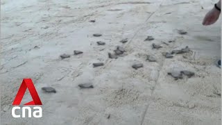 Sentosa's Tammy Lim on two Hawksbill turtle nests at Palawan and Siloso beach