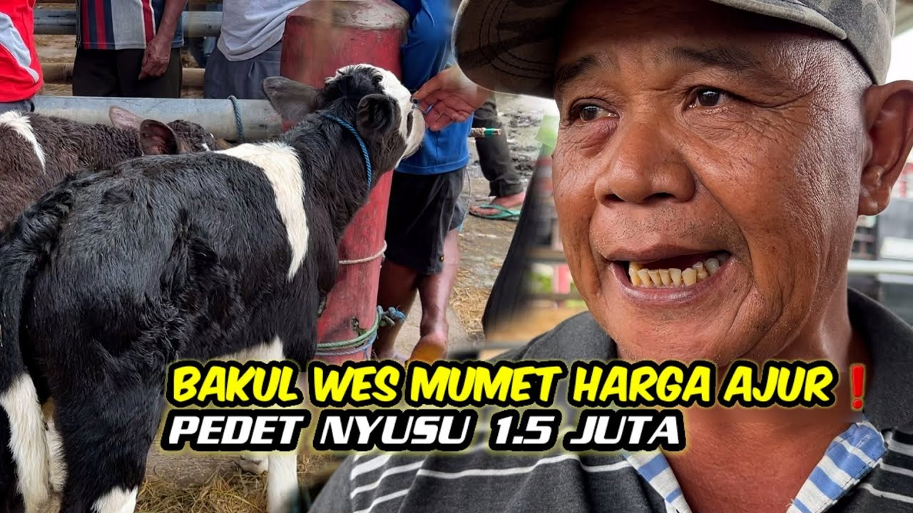 1.5 JUTA BAWA UANG PEDETNYA TAK KASIH❗️BAKUL SOYO MUMET HARGA PEDET NYUSU AJUR 
