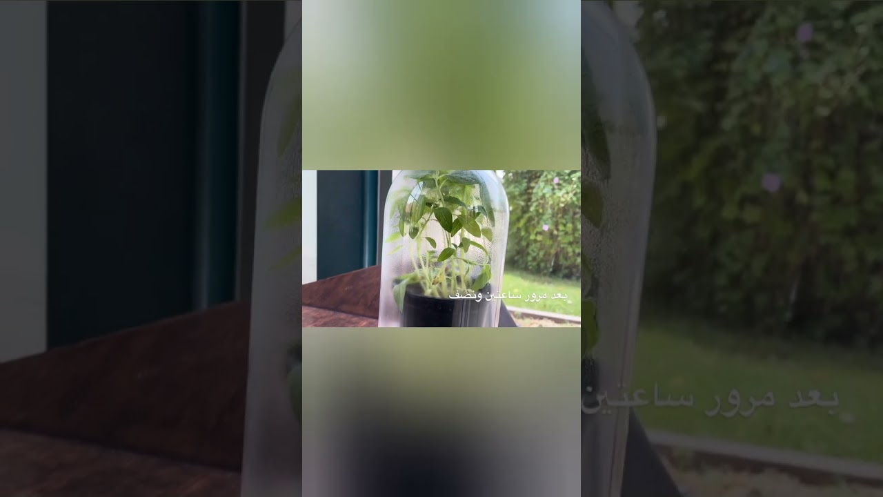 تعريف عملية النتح مع التجربة  أولى متوسط #تعليم