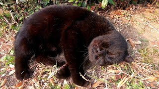 公園の野良猫の黒猫ちゃん、顔見たらゴロゴロ甘えてきます。