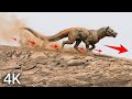 Perseverance Rover Latest Images: SOL 1579 | Mars In 4K | Mars 4K Video | Perseverance Rover Footage
