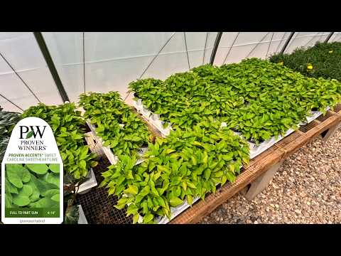 Proven Winners Annuals (Part 3)