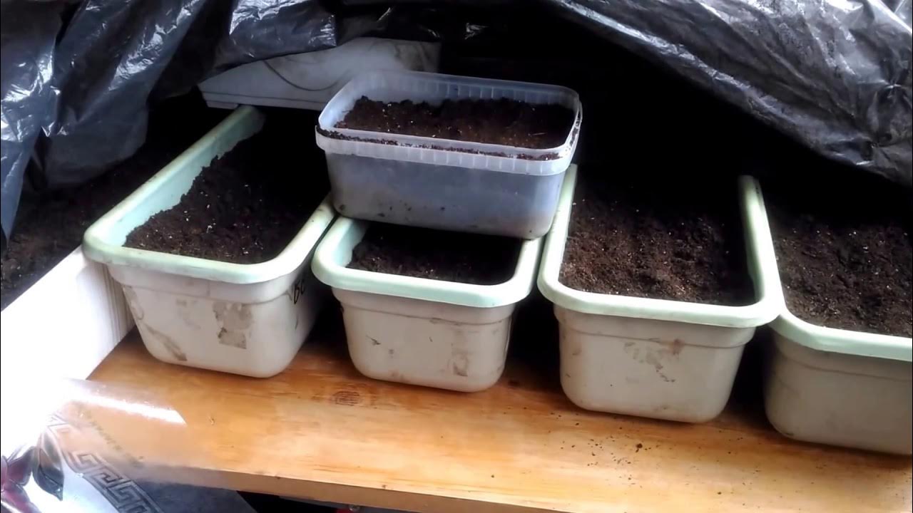 Пикировка перца. Высадка рассады перца в открытый грунт. Высаживание рассады перца. Почва для рассады. Контейнеры для пикировки рассады.
