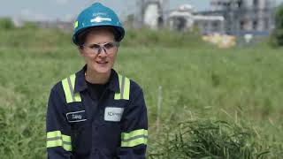 Koppers Stickney Phytoremediation