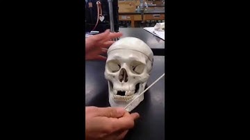 Bone Practical Video