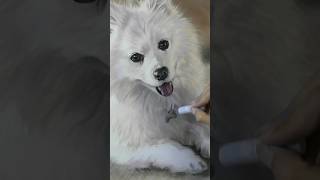 White Spitz Dog in Soft Pastel