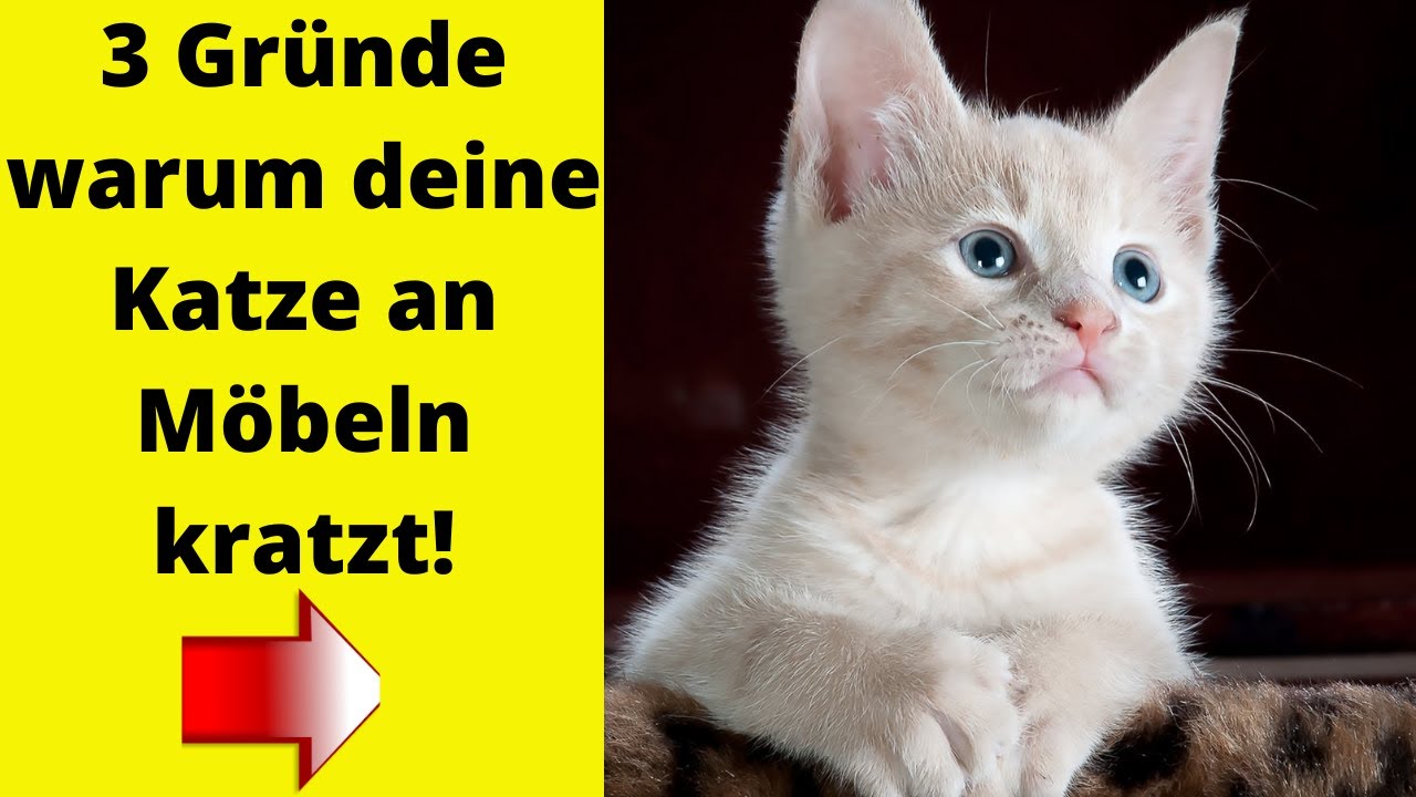 Meine Katze Kratzt An Der Tapete Warum kratzt meine Katze an Möbeln und Tapete? - YouTube
