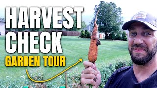 Zone 5B Mid August Harvest Check GARDEN TOUR