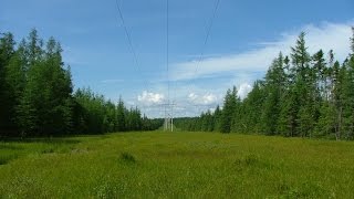 Why vegetation must be kept away from power lines