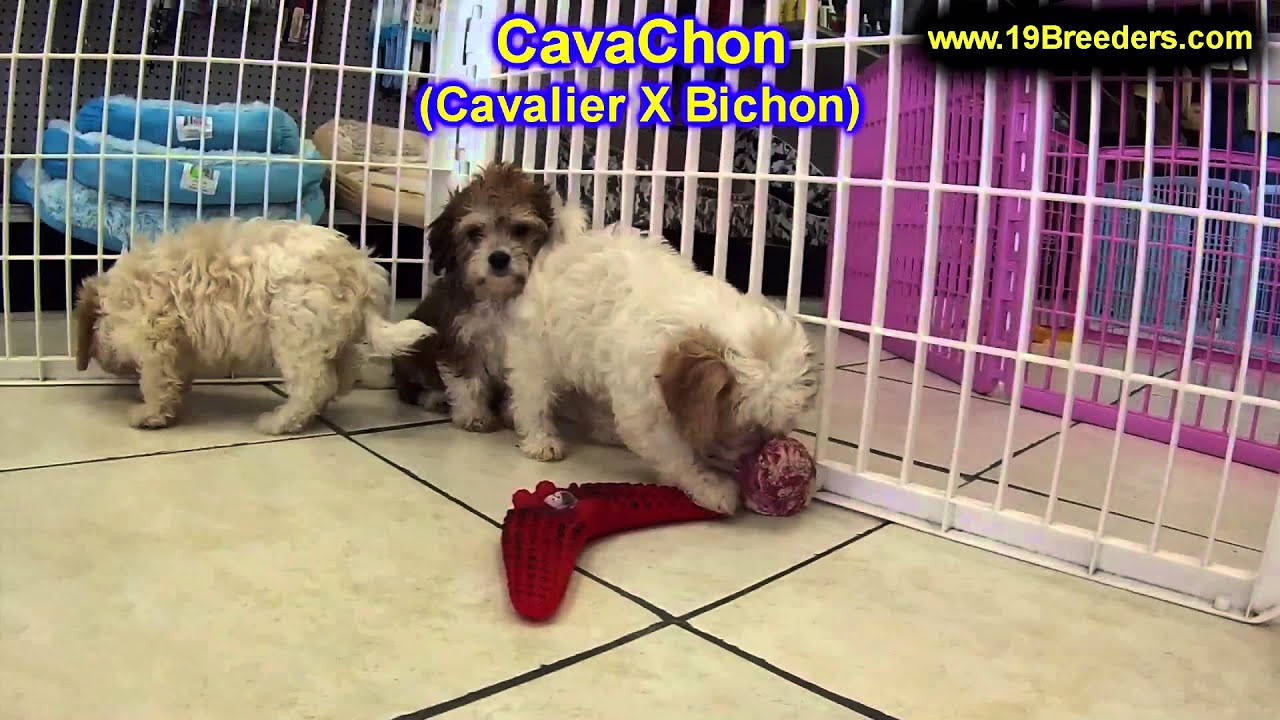 Dog Puppies For Sale In Portland Oregon Dog Puppies For Sale In Portland Oregon
