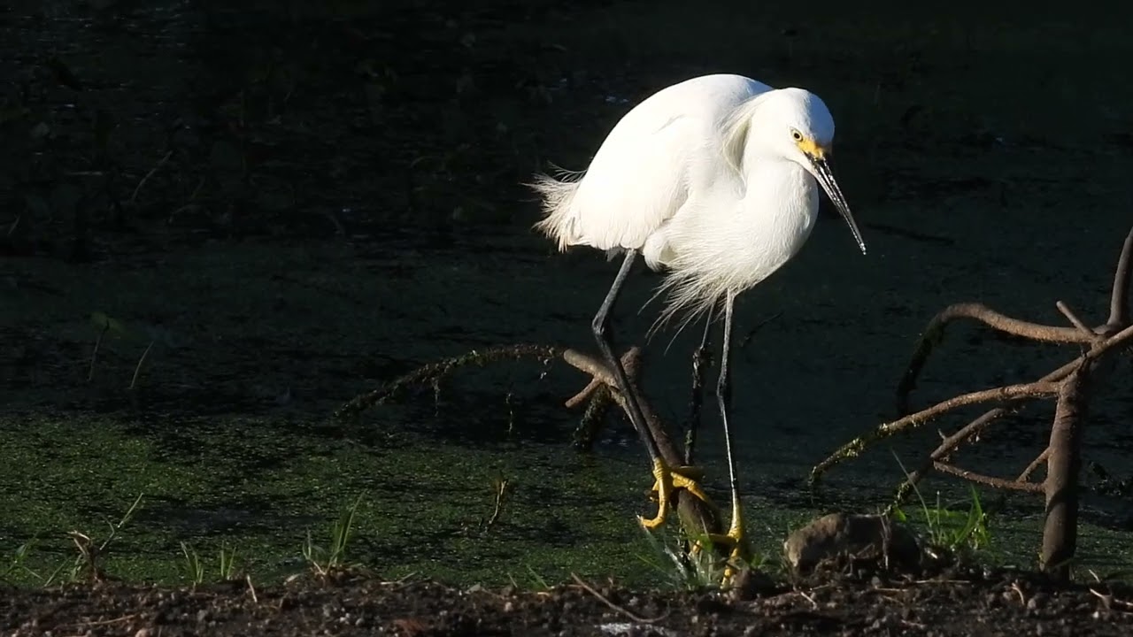 Snowy egrets foraging