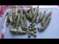 Выращивание Гороха и Бобов. Рецепт консервации зеленого горошка на зиму.