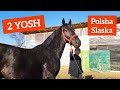 Польша Сласка тойлар сотилади! Polsha slaska toylar, biyalar