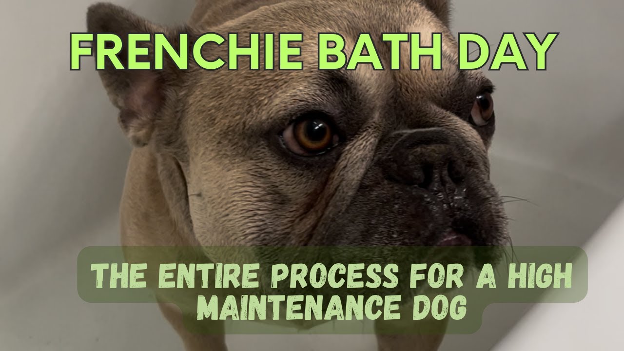 french bulldog spa