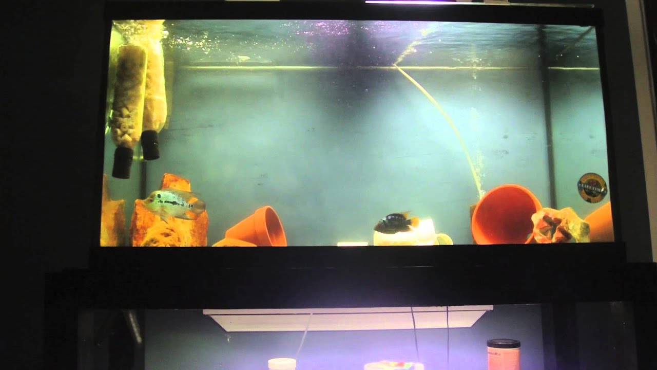 Flowerhorn Breeding Project 2nd Generation  HD