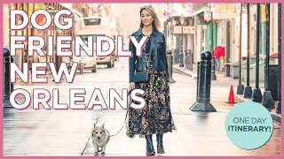 How To Spend One Day in New Orleans With Your Dog
