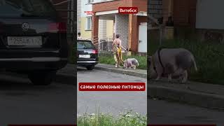 🤣🐖Суровые жители #Витебск дома вместо котиков держат свиней!   #беларусь #юмор #котики #свинья