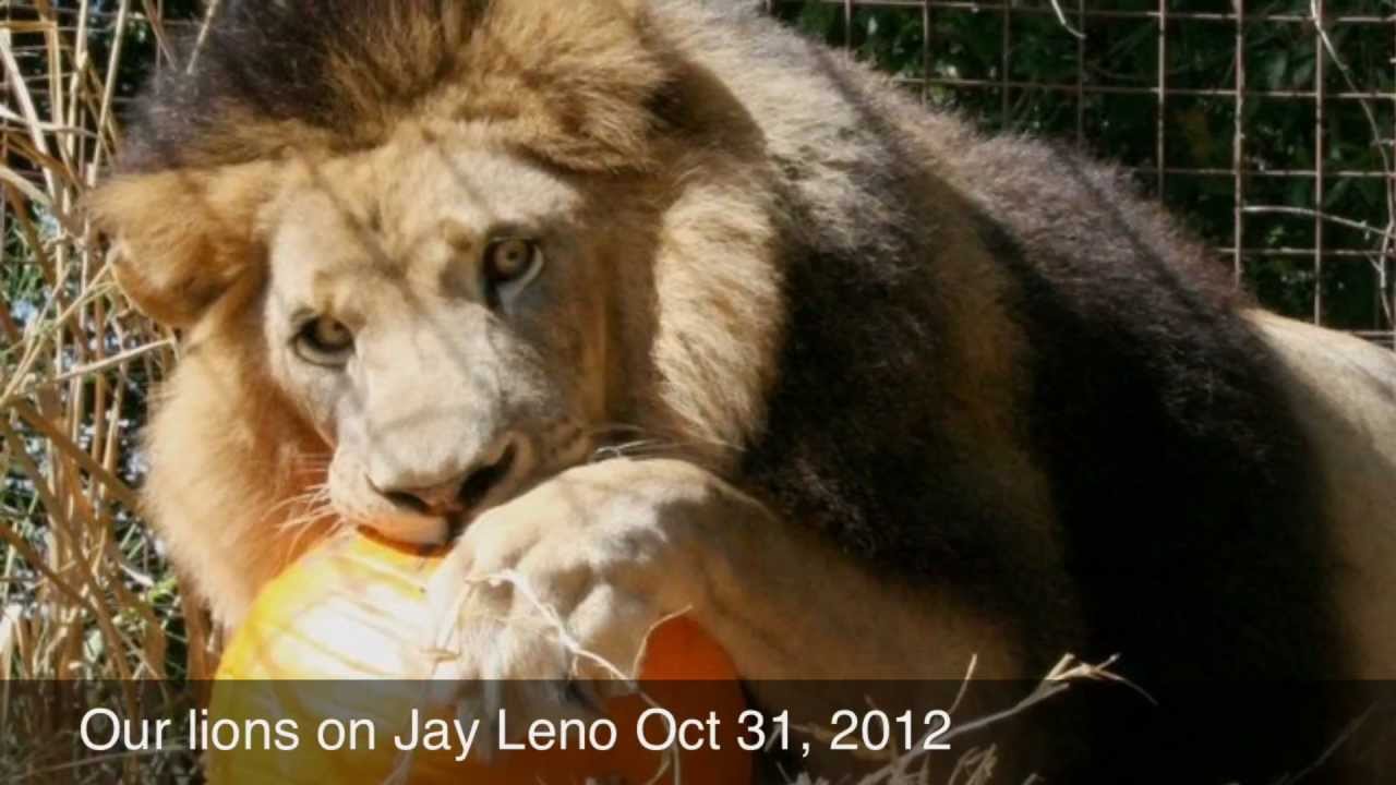 leopard print Lions on Jay Leno