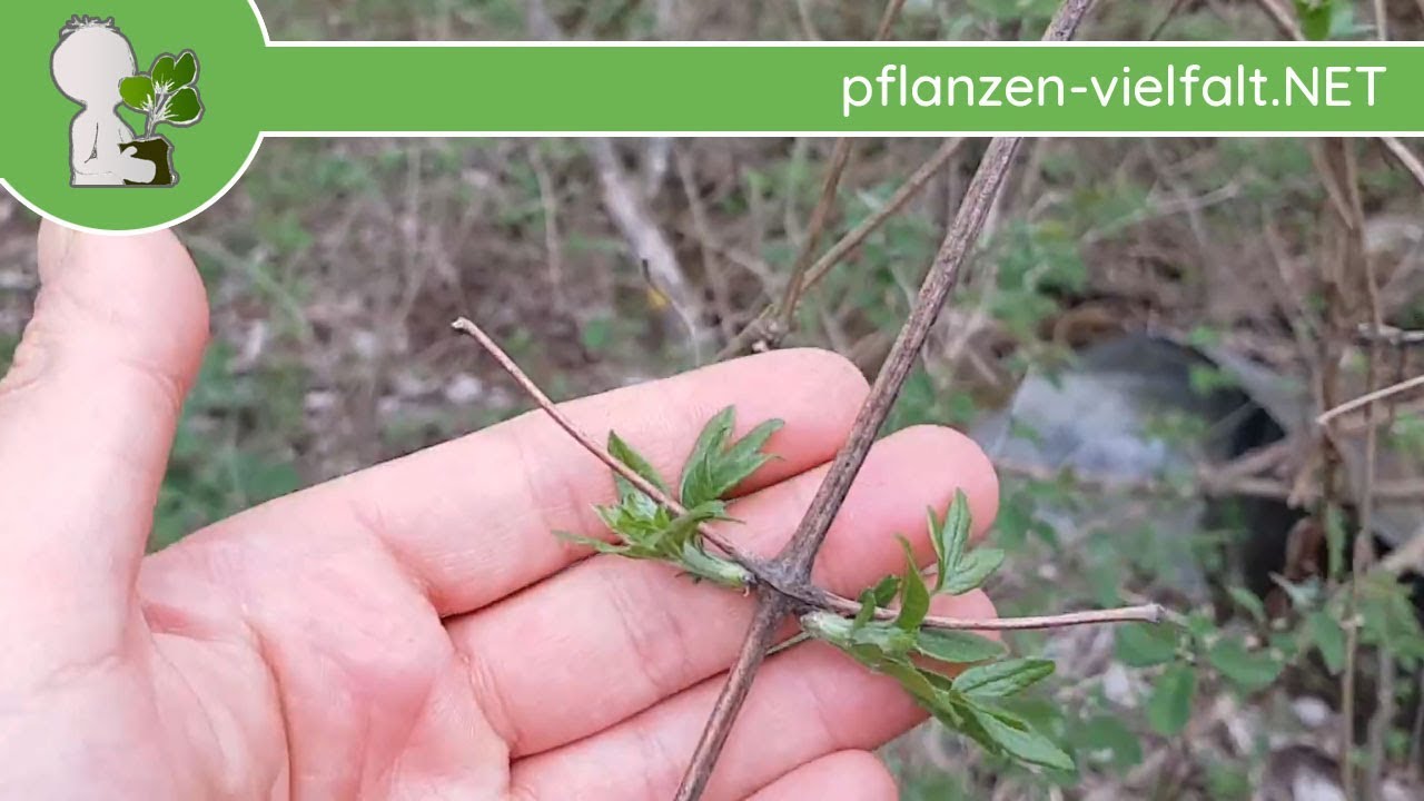 Gewöhnliche Waldrebe - Austrieb - 15.04.18 (Clematis vitalba) - Wildpflanzen-Bestimmung