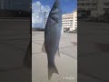 قاروص اللسان يااا عيسسسسسسسى Fishing 