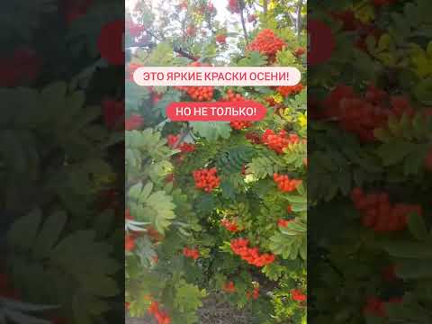 Рябина - это не только яркие краски осени, но и польза