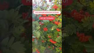 Рябина - это не только яркие краски осени, но и польза