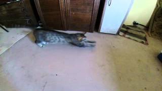 Кошка ловит муху. GoPro Slow Motion