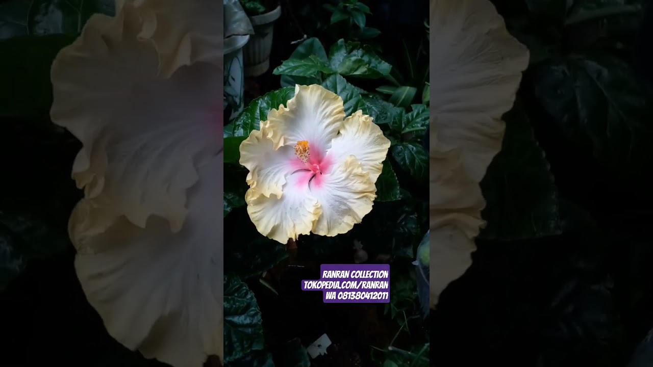Hibiscus sp. Kembang Sepatu Bangkok Tanaman Hias Hidup Real Plant 