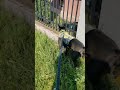 Bitte nur einmal schnuppern 😅 Amun lernt die Welt kennen 🤗